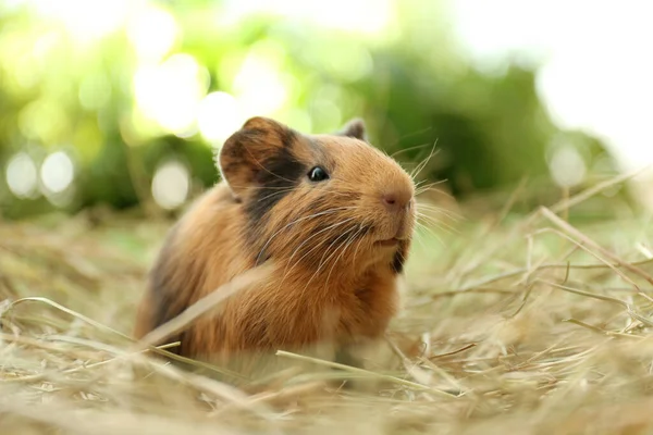 Niedliche Lustige Meerschweinchen Und Heu Freien Nahaufnahme — Stockfoto