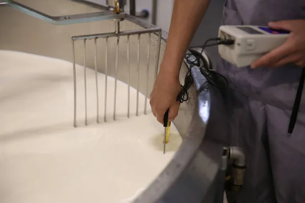 チーズ工場のカード調製タンク内の牛乳温度をチェックする労働者 — ストック写真