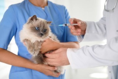Klinikte kedi aşısı yapan profesyonel veterinerler, yakın plan.