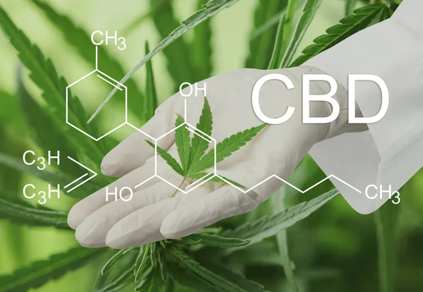 Yeşil arka planda kenevir yaprağı olan bilim adamı, yakın plan. CBD formülü