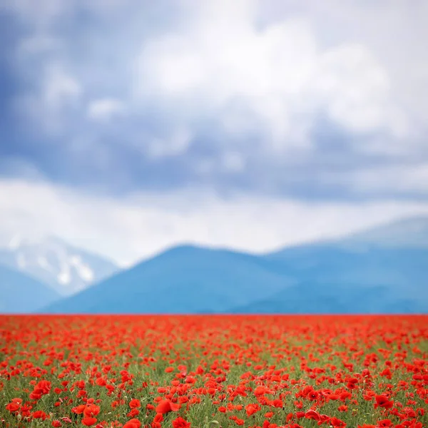 Många Blommande Vallmoblommor Fjälläng — Stockfoto