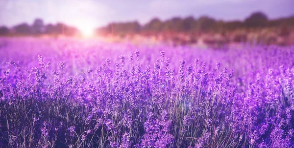 Schöne Sonnenbeschienene Lavendelfeld Nahaufnahme Bannerdesign — Stockfoto