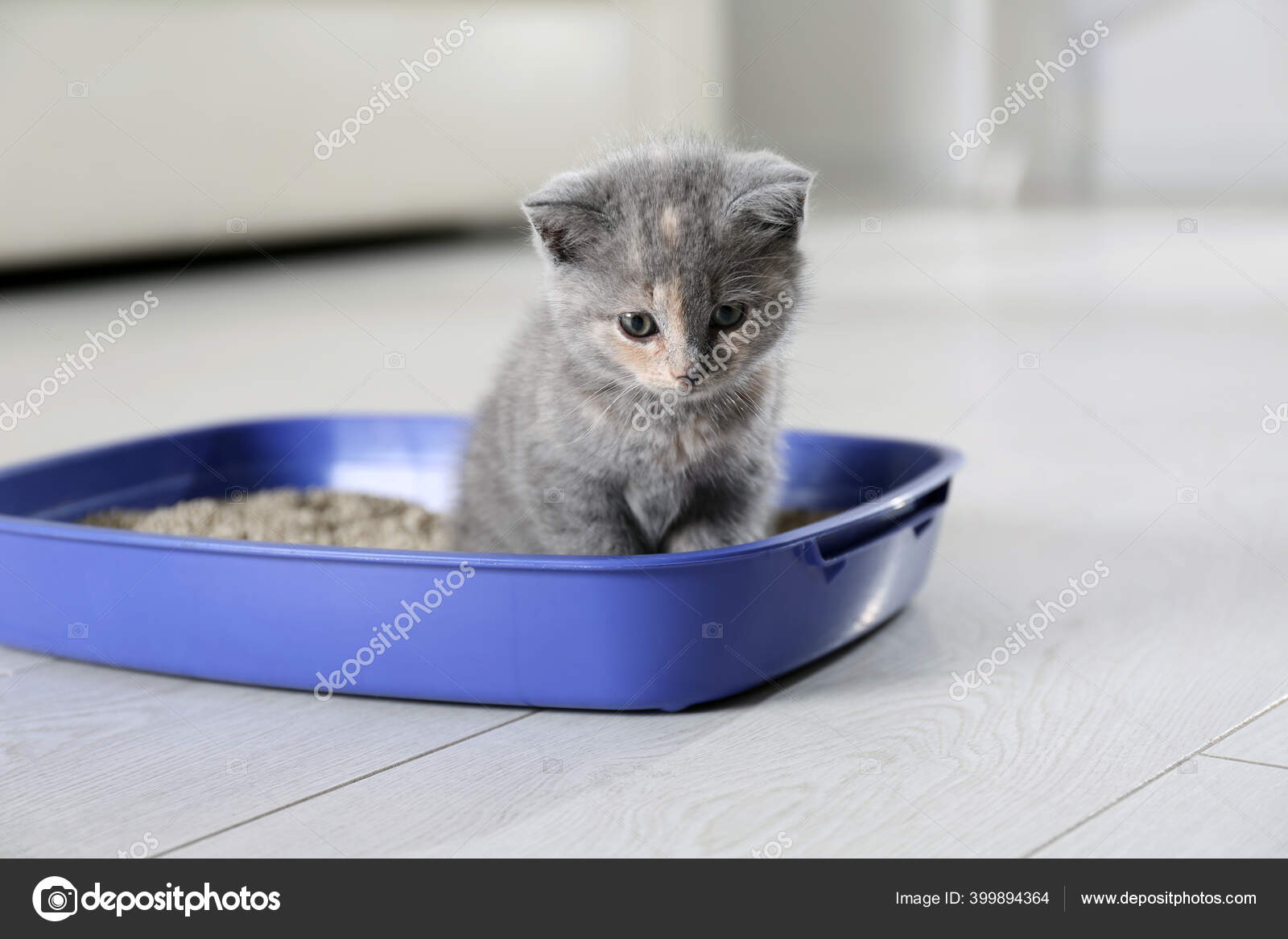 Cute British Shorthair Kitten Litter Box Home Stock Photo by