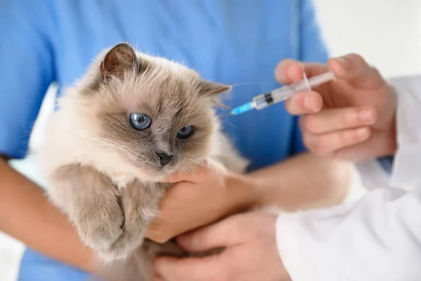 Profesionální Veterinární Lékaři Očkování Kočka Klinice Detailní Záběr — Stock fotografie