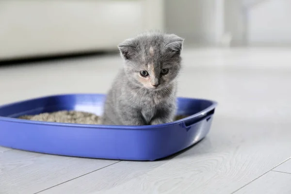 Cute British Shorthair Kitten Litter Box Home — Stock Photo, Image