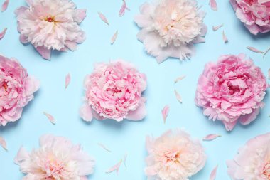 Açık mavi arka planda güzel taze şakayıklar, düz uzanmış