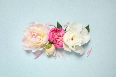 Açık mavi arka planda güzel taze şakayıklar, düz uzanmış