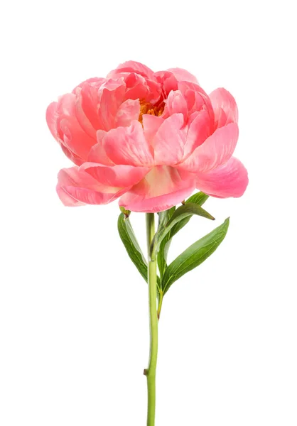 Bella Peonia Rosa Fiorente Isolata Bianco — Foto Stock