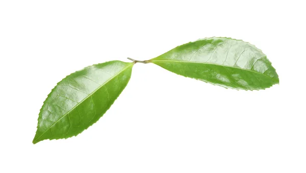 Grüne Blätter Der Teepflanze Isoliert Auf Weiß — Stockfoto