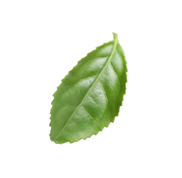 Green Leaf Tea Plant Isolated White — Stock Photo, Image