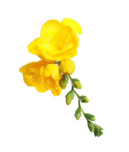 Mooie Gele Freesia Bloemen Witte Achtergrond — Stockfoto