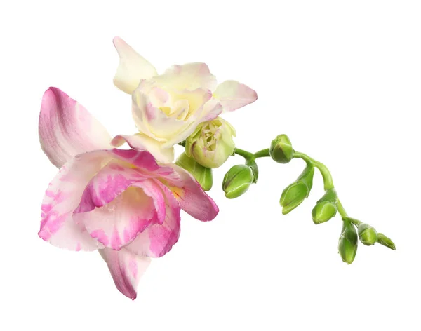 Gyönyörű Fényes Frézia Virágok Fehér Háttér — Stock Fotó