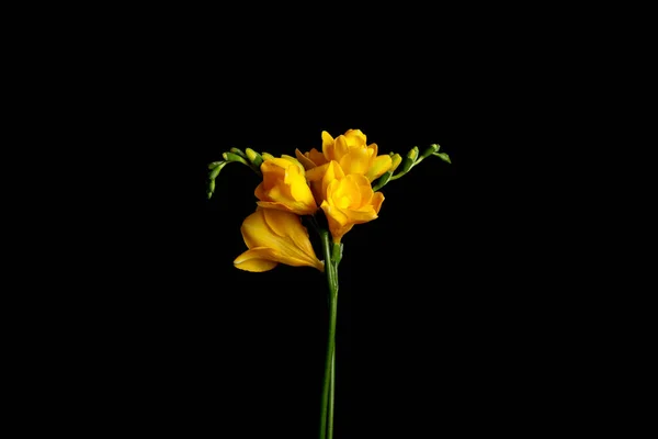 Vacker Gul Freesia Blommor Svart Bakgrund — Stockfoto