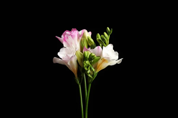 Lindas Flores Freesia Brilhantes Fundo Preto — Fotografia de Stock