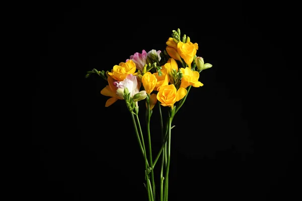 Ramillete Hermosas Flores Freesia Sobre Fondo Negro — Foto de Stock