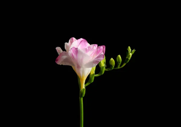 Bela Tenra Freesia Flor Fundo Preto — Fotografia de Stock