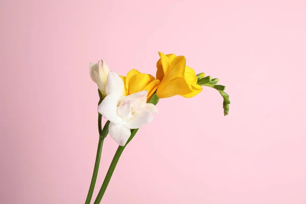 Mooie Tedere Freesia Bloemen Roze Achtergrond — Stockfoto