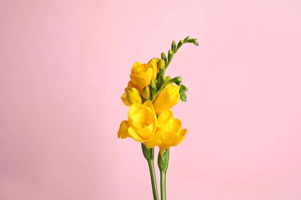 粉色背景的美丽的黄色菊花 — 图库照片