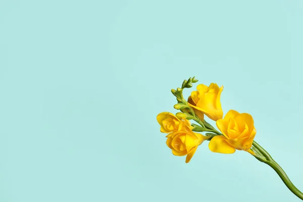 Mooie Bloeiende Gele Freesia Lichtblauwe Achtergrond Ruimte Voor Tekst — Stockfoto