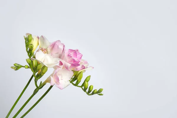 Hermosas Freesias Rosadas Florecientes Sobre Fondo Claro Espacio Para Texto — Foto de Stock