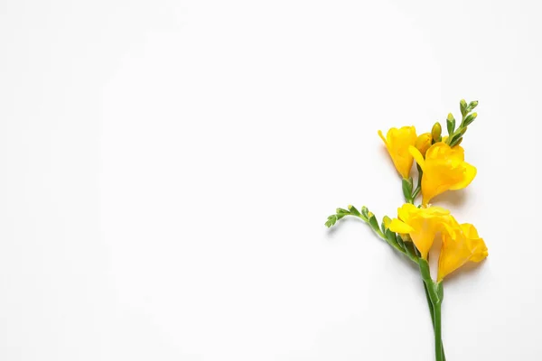 Piękne Kwitnące Żółte Freesias Białym Tle Widok Góry Miejsce Tekst — Zdjęcie stockowe
