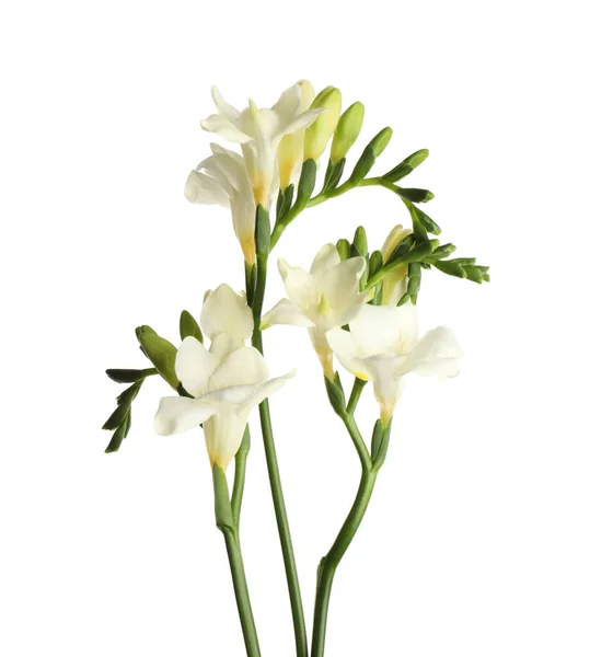 美丽的花 开在白色的花坛上 — 图库照片