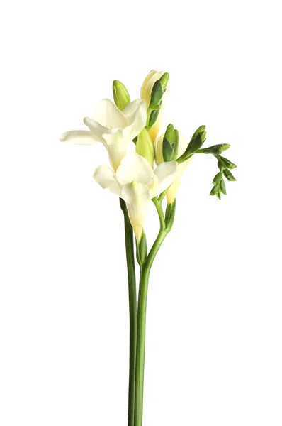 Schöne Blühende Freesiablüten Isoliert Auf Weiß — Stockfoto