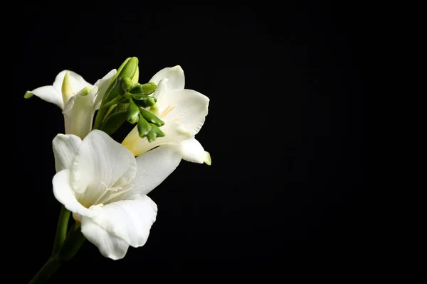 Bunga Putih Freesia Indah Latar Belakang Hitam Ruang Untuk Teks — Stok Foto