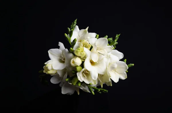 Vacker Vit Freesia Blommor Svart Bakgrund — Stockfoto
