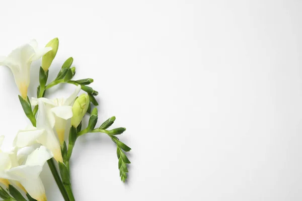 Hermosas Flores Freesia Sobre Fondo Blanco Vista Superior — Foto de Stock