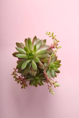 Pembe arka planda güzel bir echeveria, üst manzara. Sulu bitki.