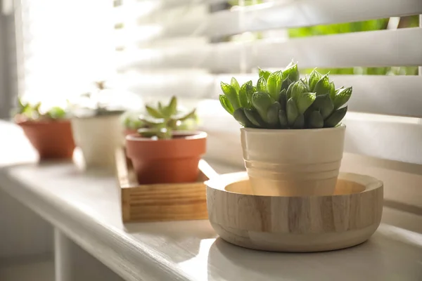 Windowsill Dengan Indah Lezat Tanaman Dalam Ruangan Fokus Pada Echeveria — Stok Foto