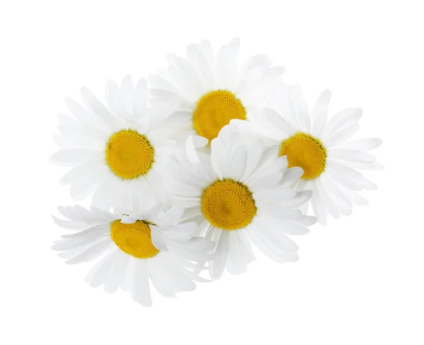 Lindas Flores Frescas Camomila Isoladas Branco — Fotografia de Stock