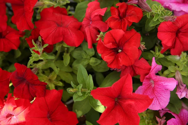Dichtbij Uitzicht Prachtige Petunia Bloemen Plantaardige Potten — Stockfoto