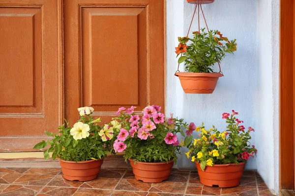 Красиві Квіти Петунії Горщиках Сходах Біля Вхідних Дверей — стокове фото