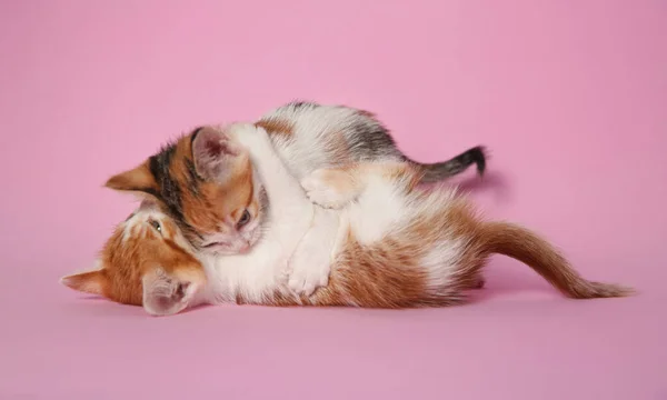 Söta Små Kattungar Som Leker Rosa Bakgrund Bebisdjur — Stockfoto