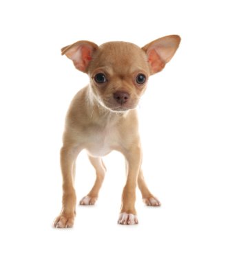 Beyaz arka planda şirin bir Chihuahua köpeği. Yavru hayvan