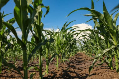 Güzel bir mısır tarlası manzarası. Tarım endüstrisi