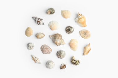 Beyaz arka planda farklı güzel deniz kabukları, üst manzara.