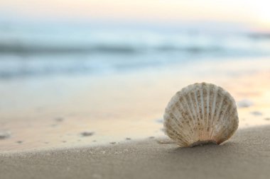 Güneşin doğuşunda kumlu sahilde güzel bir deniz kabuğu, yakın plan. Metin için boşluk