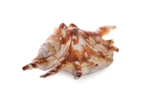 Beautiful Exotic Sea Shell Isolated White — Stock Photo, Image
