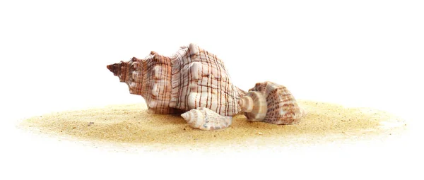 Beautiful Exotic Sea Shells Sand White Background — Stock Photo, Image