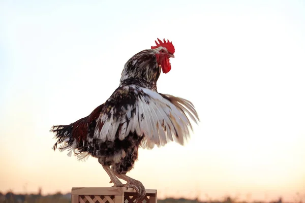 日の出には木製のスタンドに大きな国内の鶏 朝の時間 — ストック写真