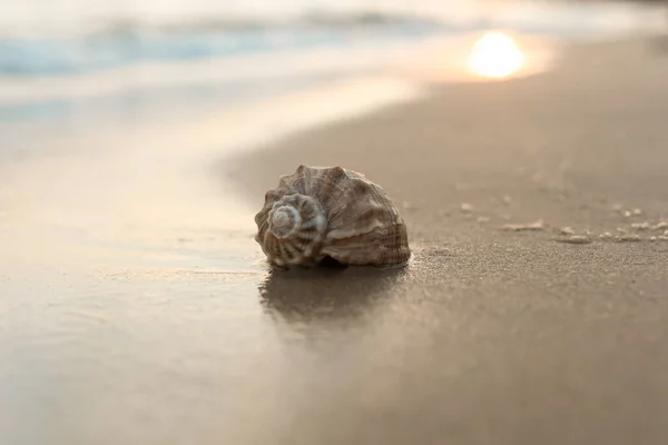Spiaggia Sabbia Con Bella Conchiglia Nella Giornata Sole Primo Piano — Foto Stock