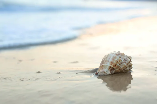 Bellissima Conchiglia Sulla Spiaggia Sabbiosa All Alba Spazio Testo — Foto Stock
