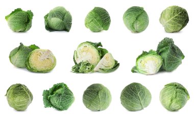 Beyaz arka planda taze Savoy lahanaları seti