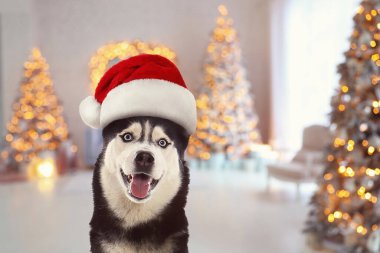 Noel Baba şapkası ve odası arka planda Noel için süslenmiş şirin Sibirya Husky köpeği.