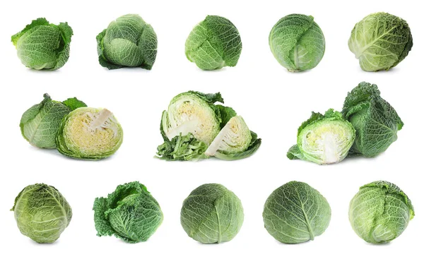 Beyaz arka planda taze Savoy lahanaları seti