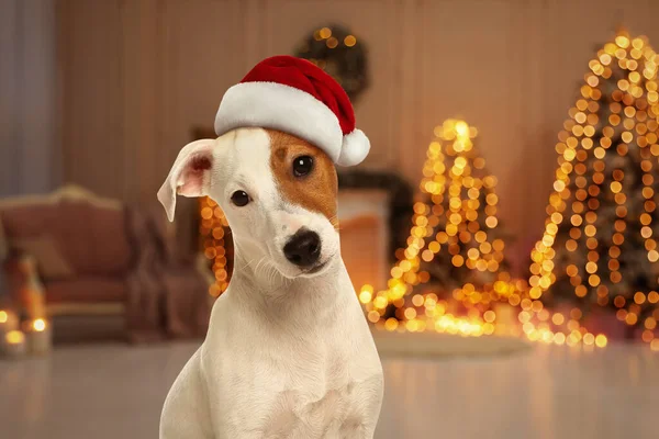 Roztomilý Jack Russel Teriér Pes Santa Klobouk Pokoj Zdobené Vánoce — Stock fotografie