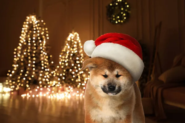 Cute Akita Inu Puppy Santa Hat Room Decorated Christmas Background — Stock Photo, Image